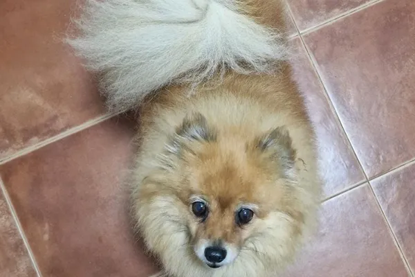 Khali — Pomerania